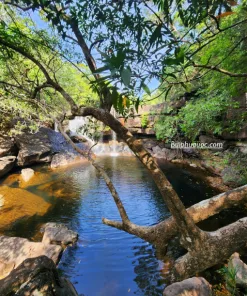 Alternative view of Tour trekking rừng & khám phá suối đầu nguồn (thác Thầy Tu)