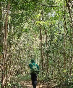 Trekking trong rừng