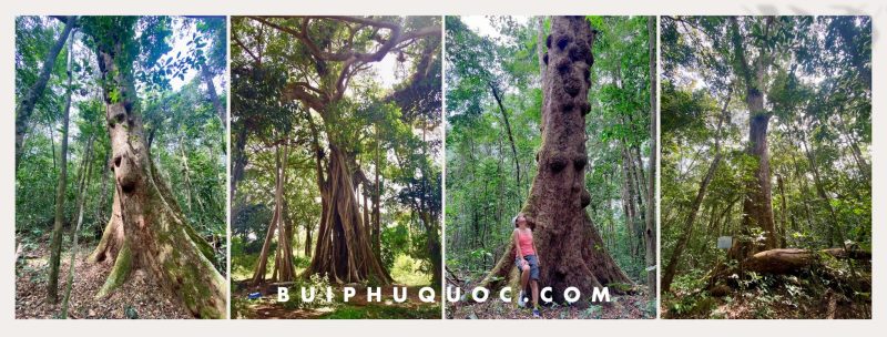 Đi tìm những chiếc cây cổ thụ ấn tượng ở Phú Quốc