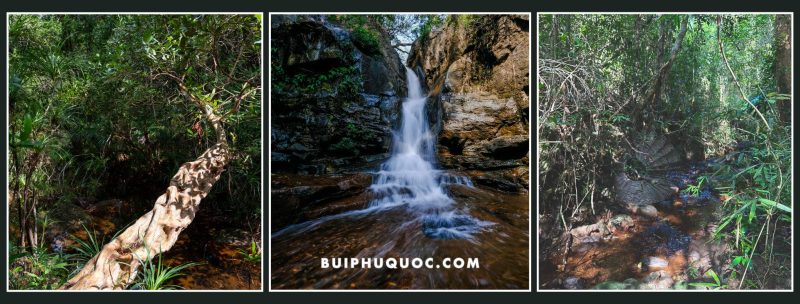 Hệ sinh thái rừng Phú Quốc có gì đặc biệt so với các rừng khác ở Việt Nam?