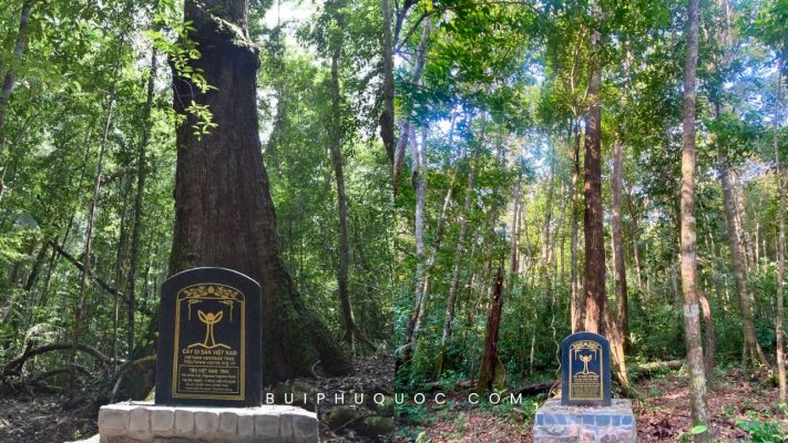 cây di sản trong rừng phú quốc