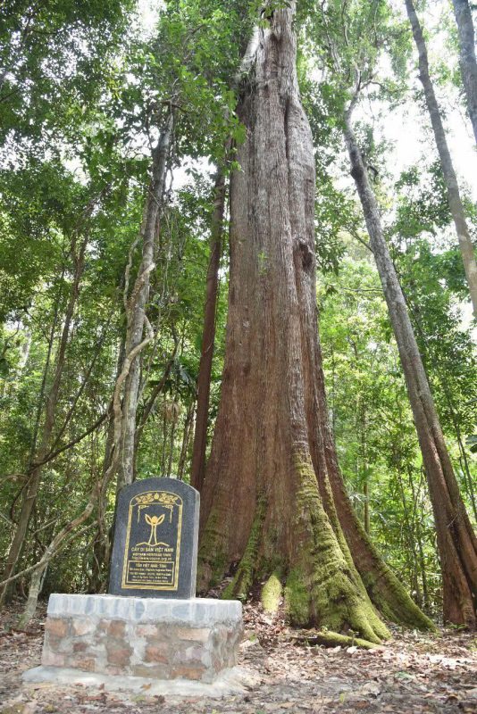 cây di sản, cây cổ thụ phú quốc