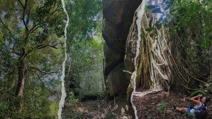 rừng ở phú quốc có già khác biệt