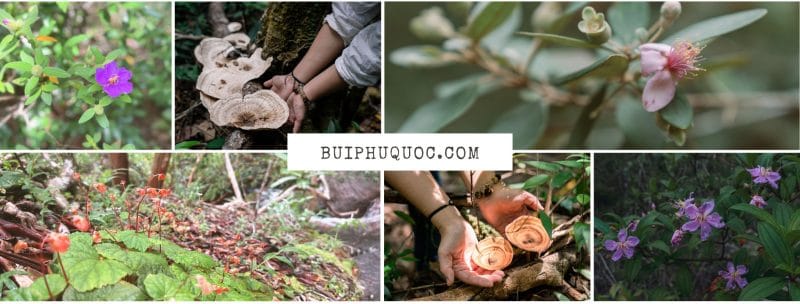 các loại cây cối hoa cỏ trong rừng phú quốc