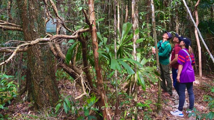 trekking-rung-phuquoc khám phá những cây cổ thụ