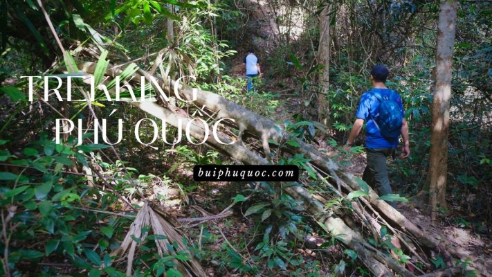 trekking rừng phú quốc cùng người địa phương, khám phá những cây cổ thụ và cây di sản